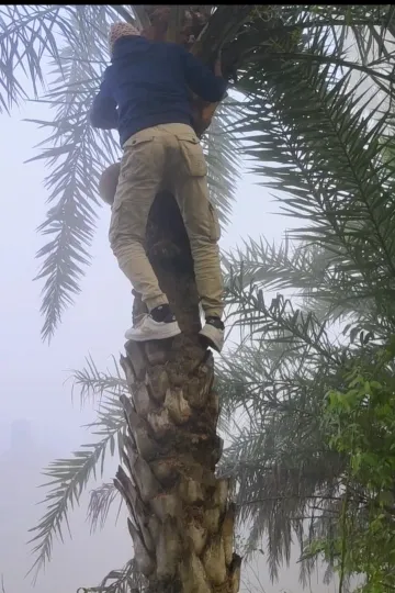 খেজুরের পাটালি গুড় (২ কেজি)